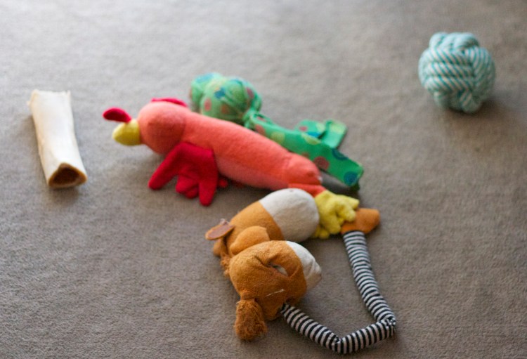 a dog was here photography series, dog still life, puppy toys, pet photography series 