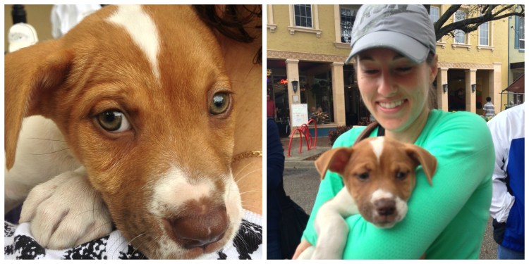 puppy adoption bradenton downtown farmers market 