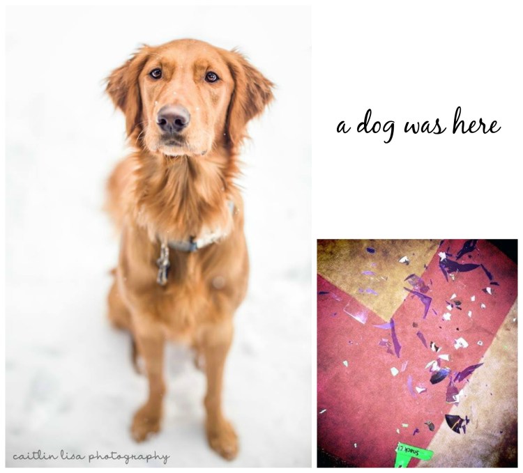 a dog was here, charlie, golden retriever, caitlin lisa photography