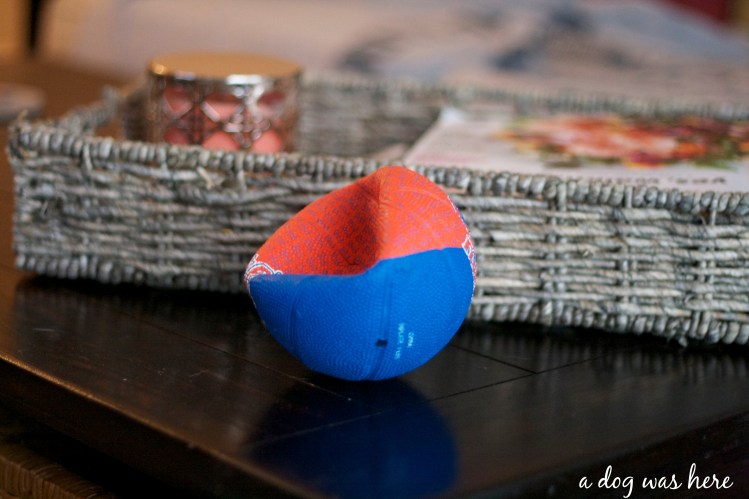 a dog was here photography series, dog toys on coffee table, photography, greater swiss mountain dog 
