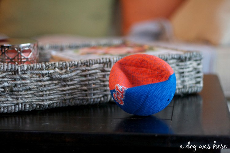 a dog was here photography series, dog toys on coffee table, photography, greater swiss mountain dog 