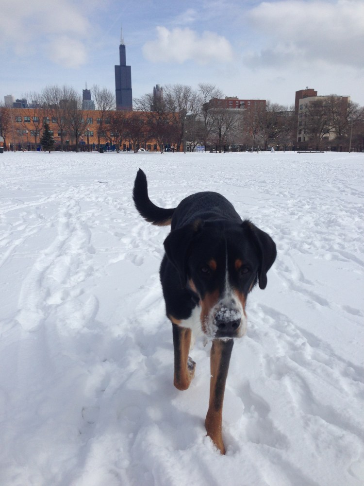 finn, dog park, skinner park, chicago, west loop, greater swiss mountain dog puppy, swissy