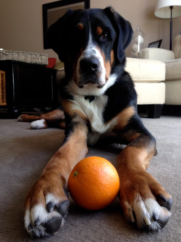 greater swiss mountain dog, moving announcement, florida, simply social blog