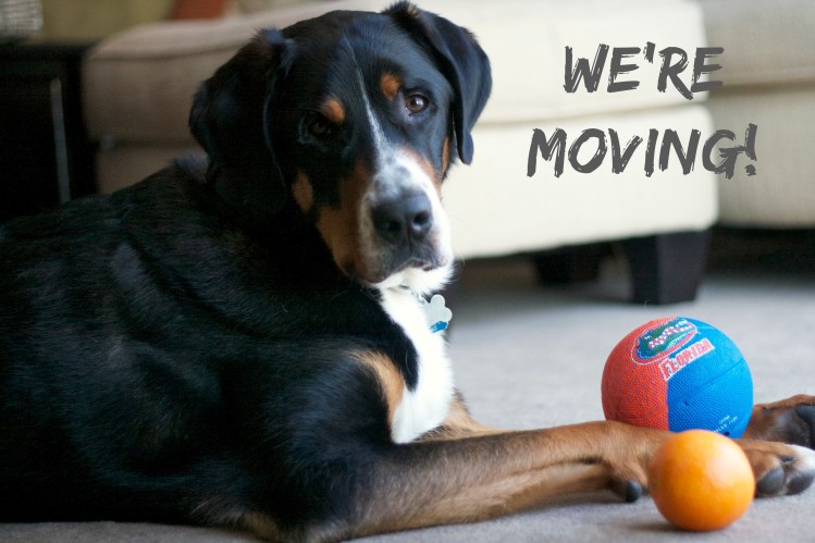 greater swiss mountain dog, moving announcement, florida, simply social blog