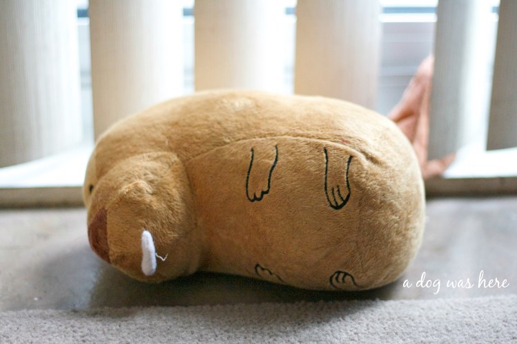 a dog was here photography series, pet photography, frog toy, beaver toy, swiss mountain dog, evidence of a dog