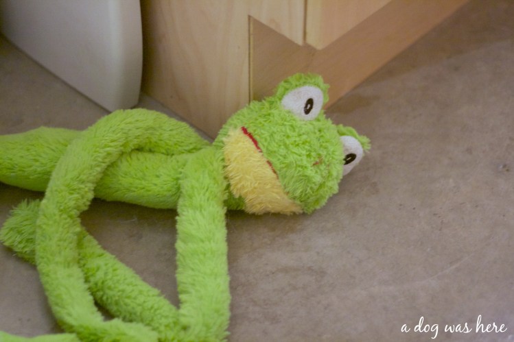 a dog was here photography series, pet photography, frog toy, beaver toy, swiss mountain dog, evidence of a dog