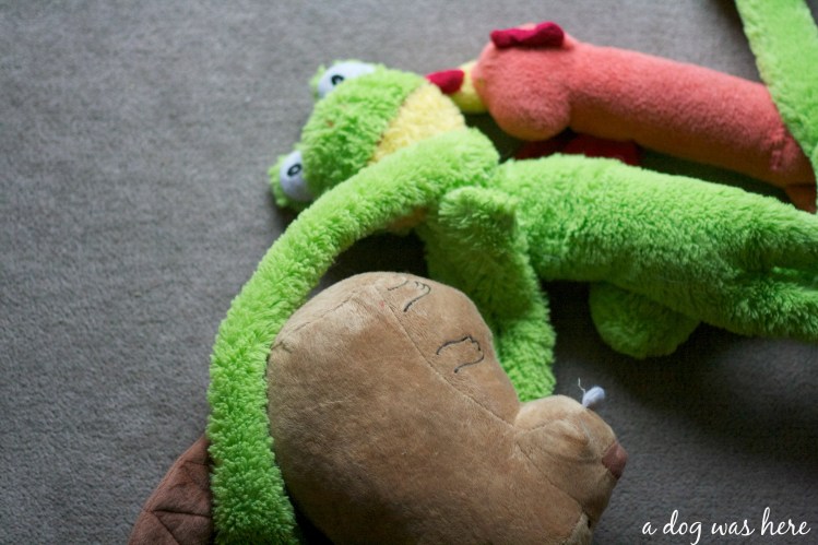 a dog was here photography series, pet photography, frog toy, beaver toy, swiss mountain dog, evidence of a dog