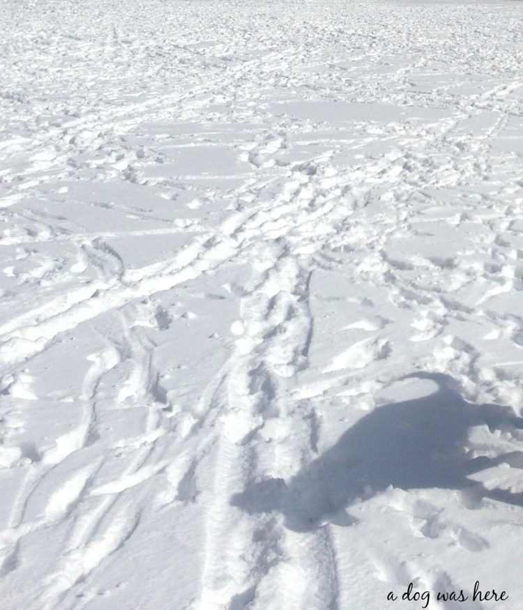 a dog was here photography series, pet photography, paw prints in snow, shadow of dog in snow, chicago, swiss mountain dog 