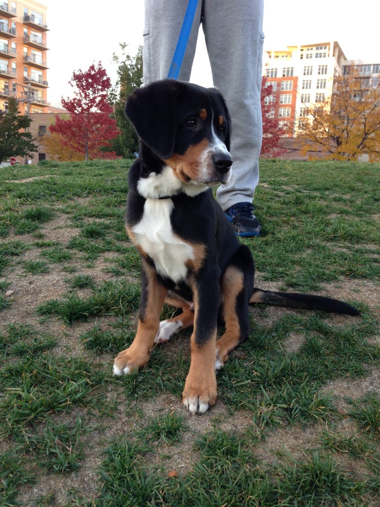 swiss mountain dog puppy, west loop, chicago, mary bartelme park