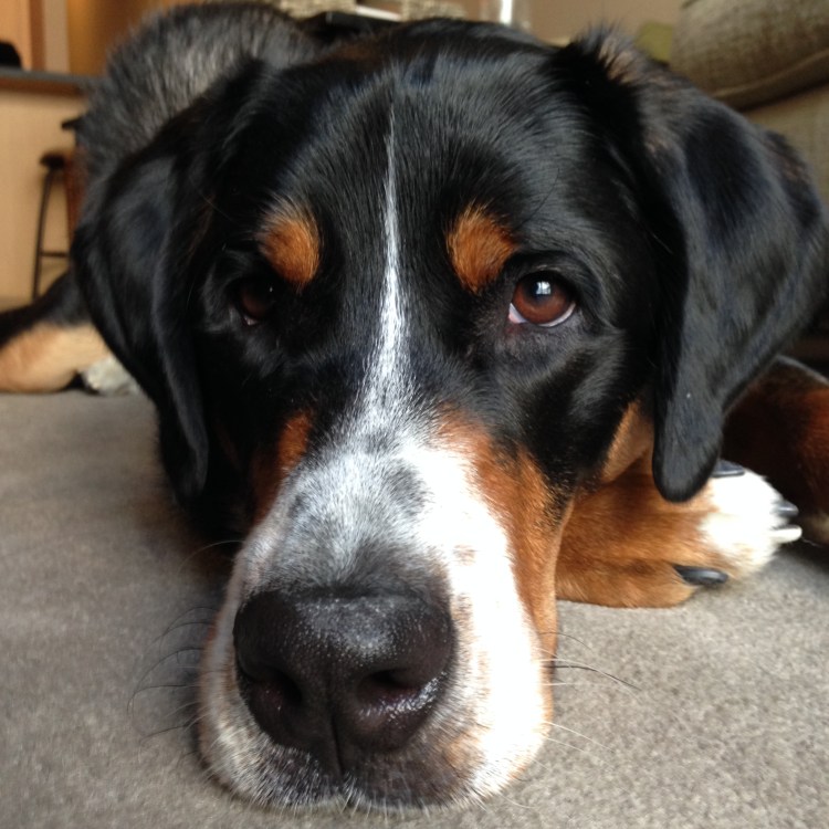 greater swiss mountain dog puppy, Finn, what my dog ate, swissy, gsmd