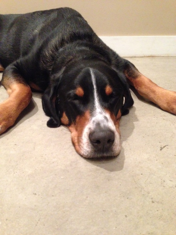 greater swiss mountain dog puppy, Finn, what my dog ate, swissy, gsmd