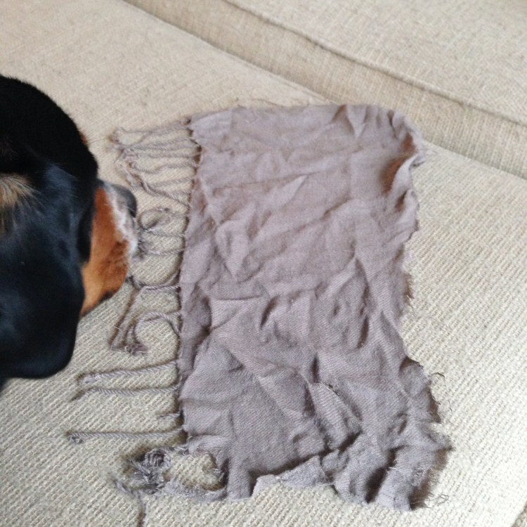 greater swiss mountain dog eats scarf, swissy, puppy problems 