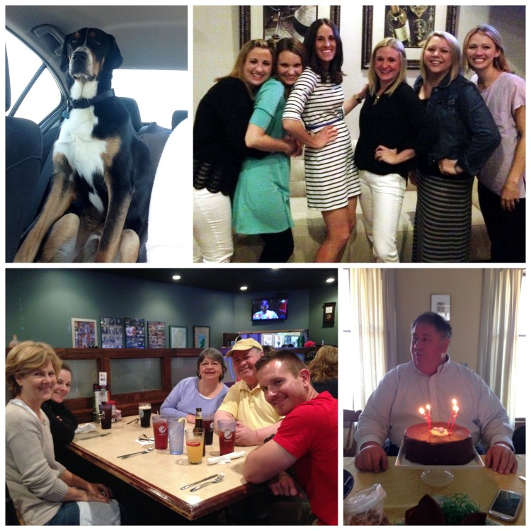 darcy's pint, birthday, cake, going away party, friends, family, greater swiss mountain dog