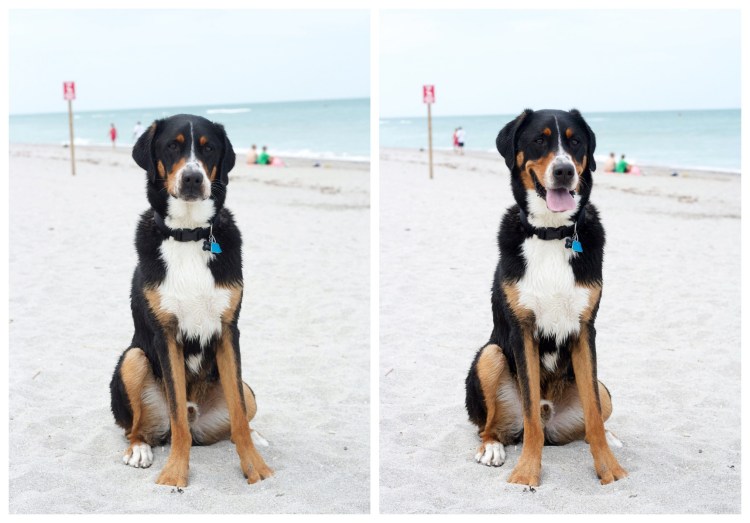 venice dog beach, florida, swiss mountain dog, beach day, gulf