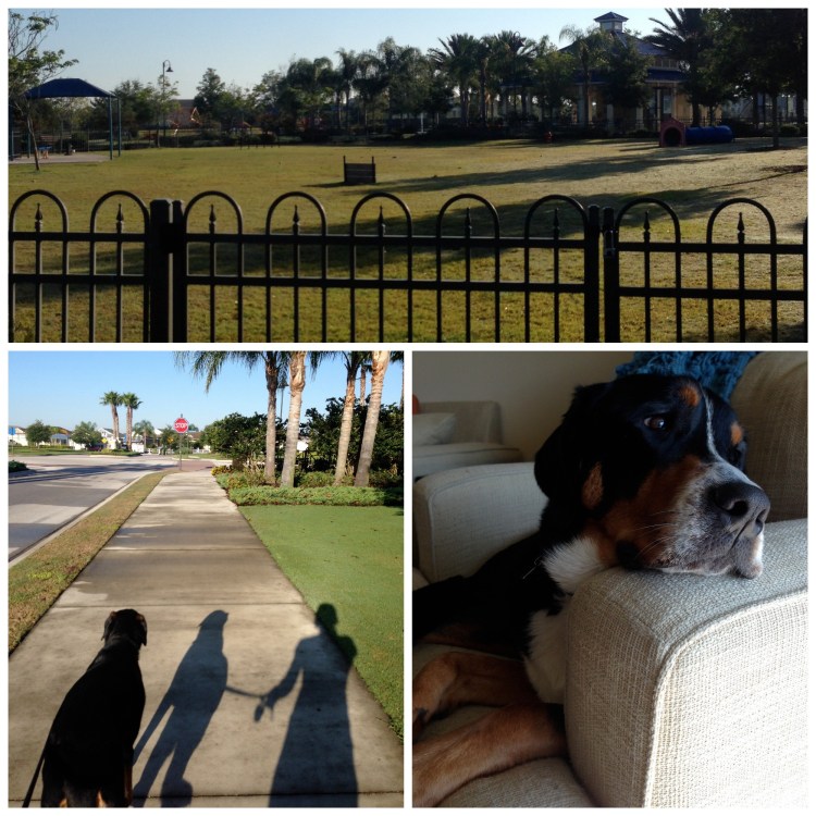 central park, lakewood ranch, dog park, finn, palm trees, 