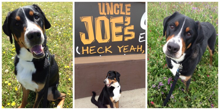 greater swiss mountain dog, finn goes to florida, puppy, swissy, car ride