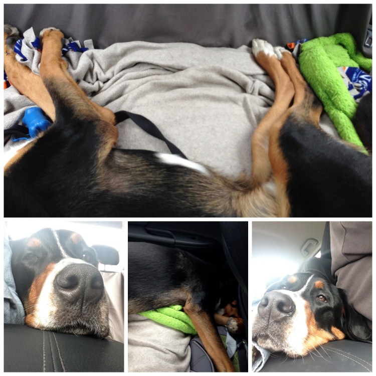 greater swiss mountain dog, finn goes to florida, puppy, swissy, car ride