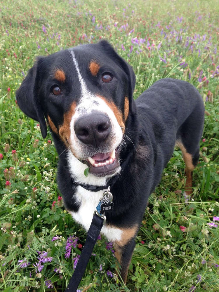 greater swiss mountain dog, finn, swissy, gsmd, puppy, 