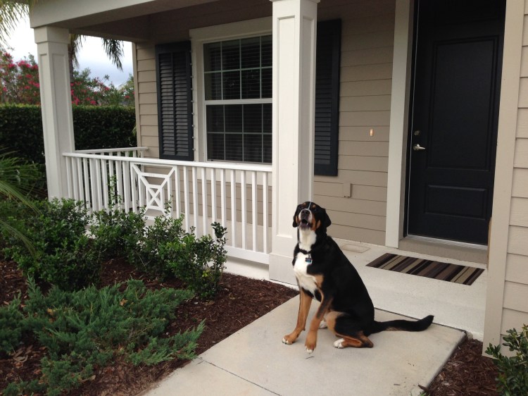 new house, florida, lakewood ranch, sarasota, swiss mountain dog