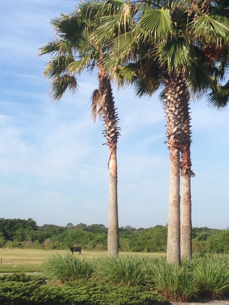 lakewood ranch palm trees, florida weather
