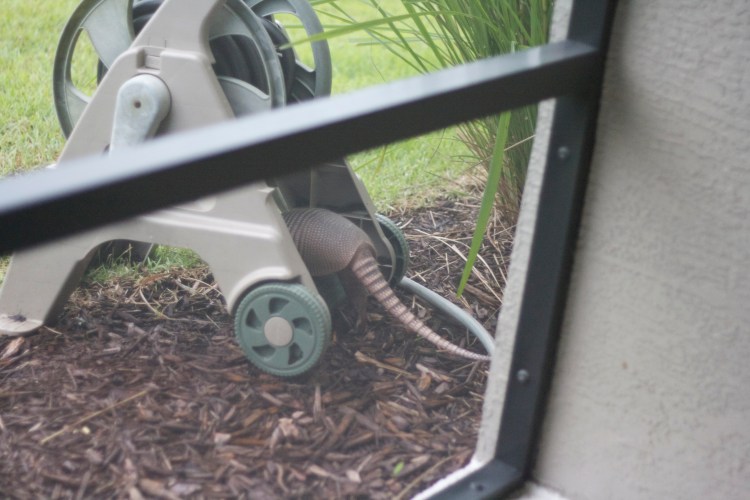 armadillo, florida armadillo, neighbors, animals, florida wildlife
