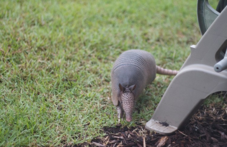 armadillo, florida armadillo, neighbors, animals, florida wildlife