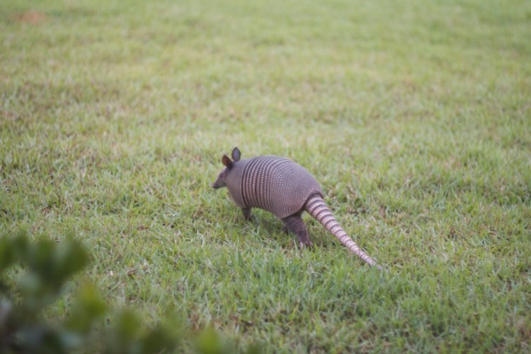 armadillo, florida armadillo, neighbors, animals, florida wildlife