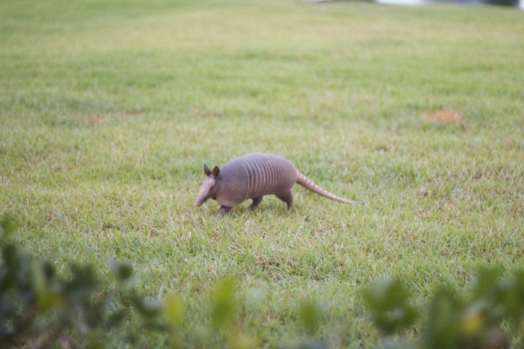 armadillo, florida armadillo, neighbors, animals, florida wildlife