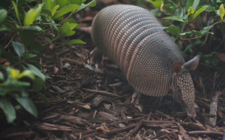 armadillo, florida armadillo, neighbors, animals, florida wildlife