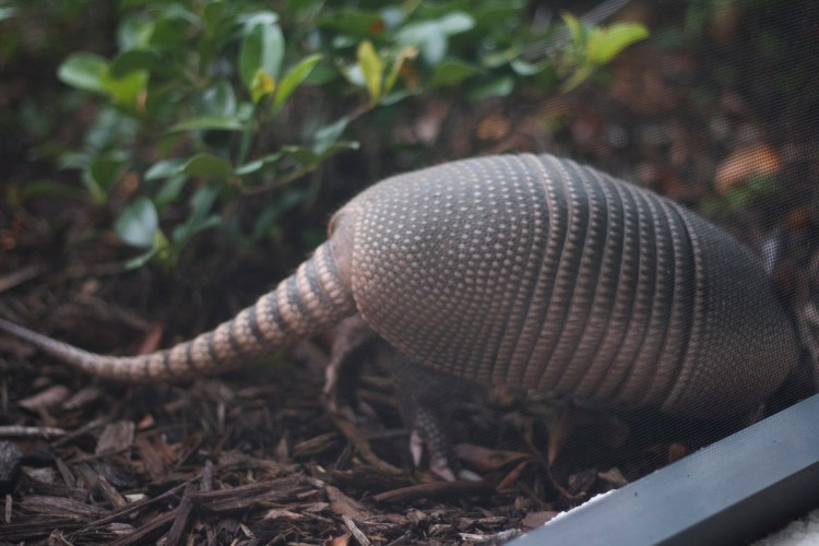 armadillo, florida armadillo, neighbors, animals, florida wildlifearmadillo, florida armadillo, neighbors, animals, florida wildlife