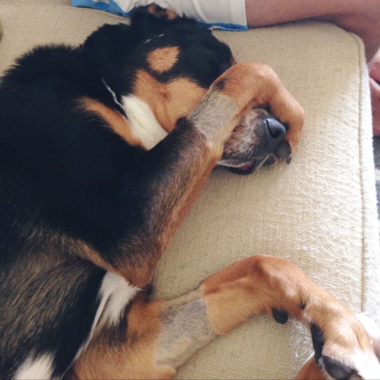 greater swiss mountain dog, swissy, finn, dog, puppy,