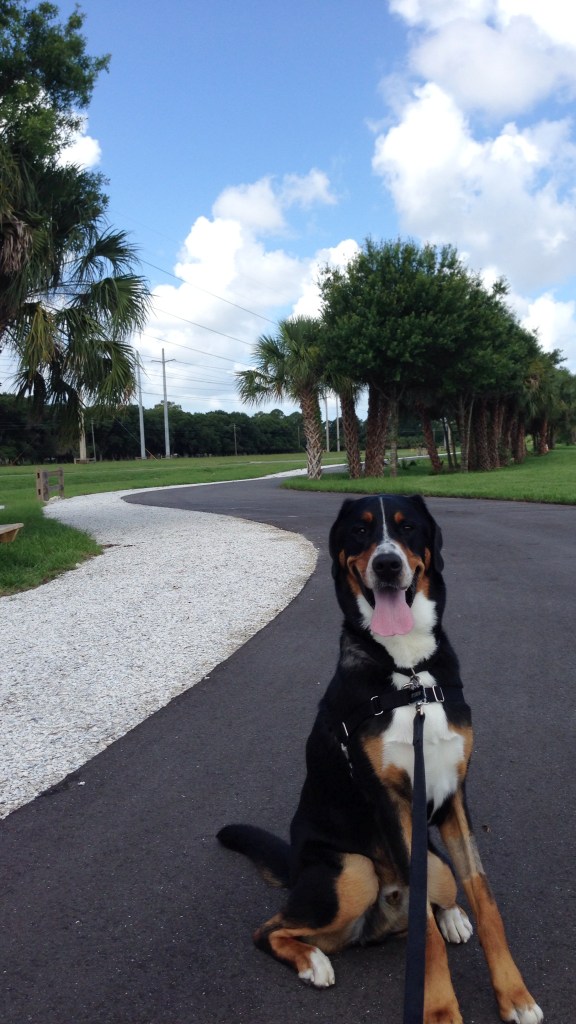 greater swiss mountain dog puppy, finn, swissy, florida, 