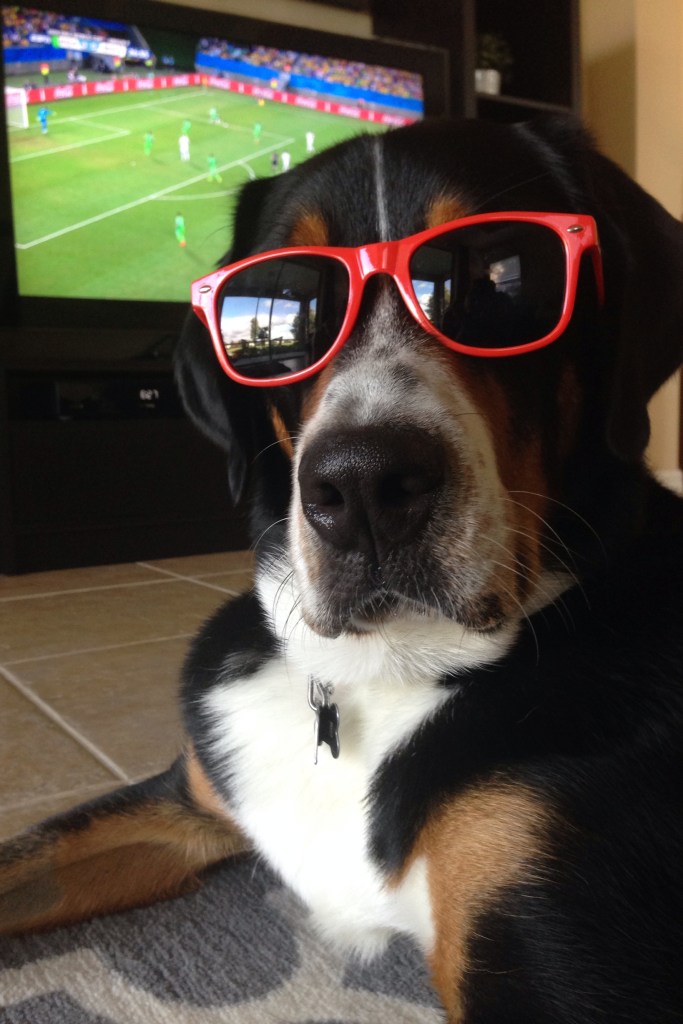 greater swiss mountain dog, swissy, finn, dog, puppy, world cup 2014, soccer, 