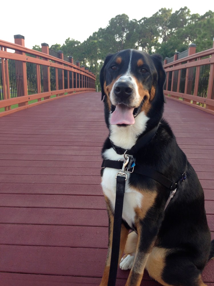 greater swiss mountain dog, swissy, finn, dog, puppy, 