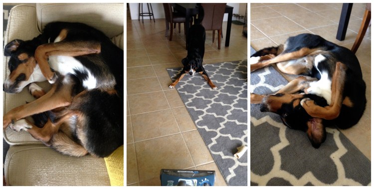 finn, yoga, dog, swiss mountain dog, puppy, 