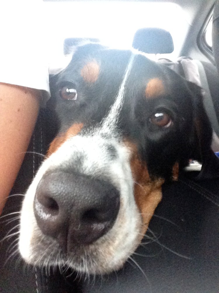 greater swiss mountain dog, finn, puppy, dog, swissy