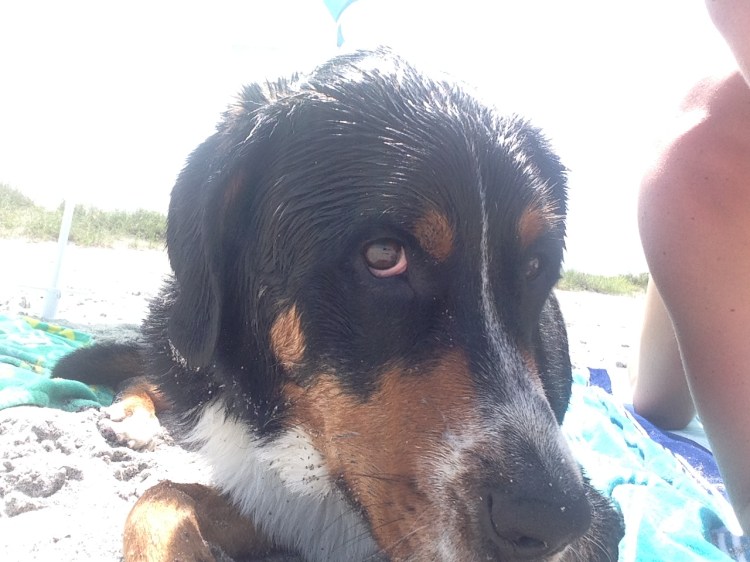 greater swiss mountain dog, finn, beach, puppy, dog, swissy