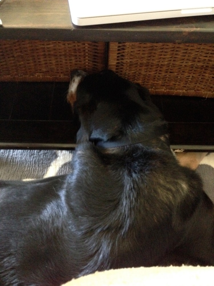 greater swiss mountain dog, finn, puppy, dog, swissy