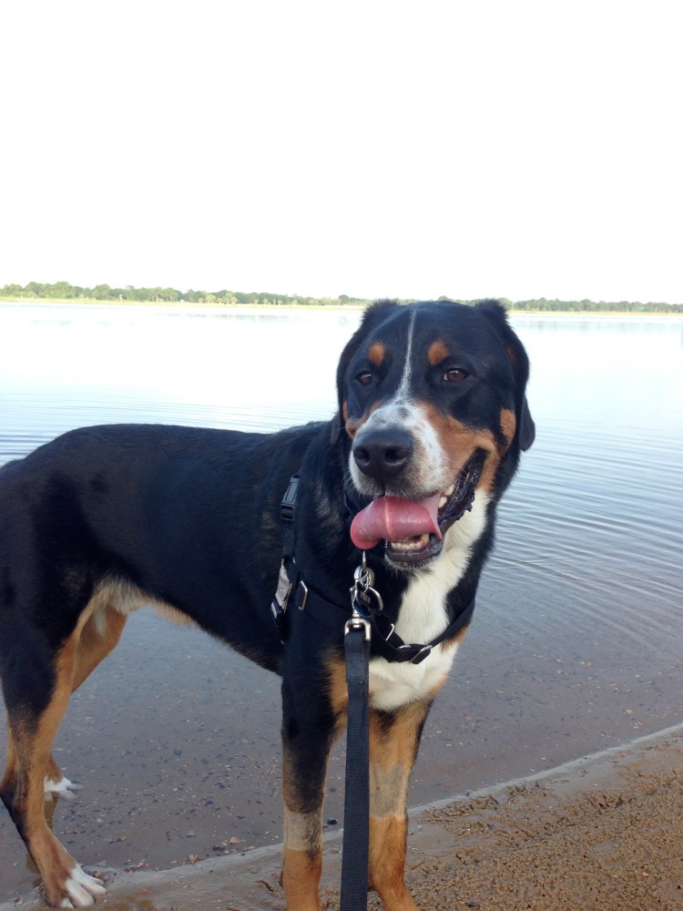 greater swiss mountain dog, finn, beach, puppy, dog, swissy