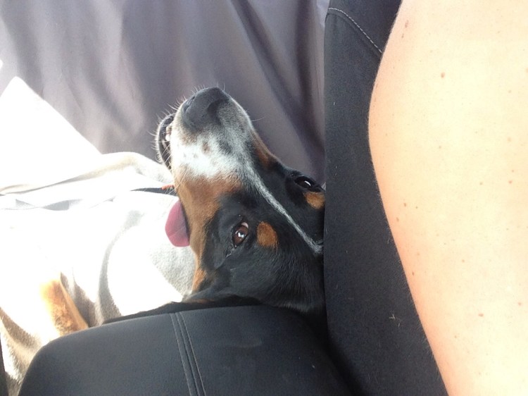 greater swiss mountain dog, finn, puppy, dog, swissy