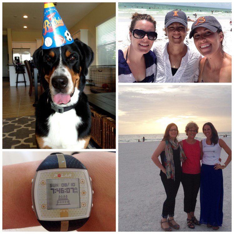 beach, florida, family, birthday, swiss mountain dog, sunset, anna marie island, siesta key