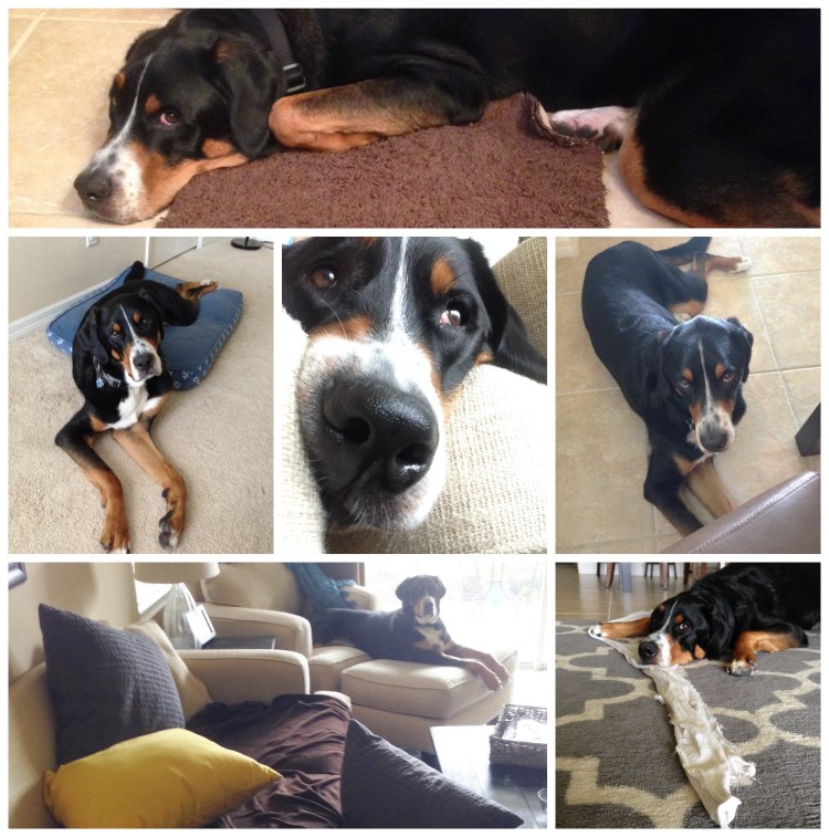 finn, greater swiss mountain dog, swissy, puppy, dog,