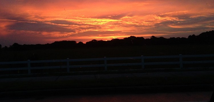 sunset, florida, sky, palm trees