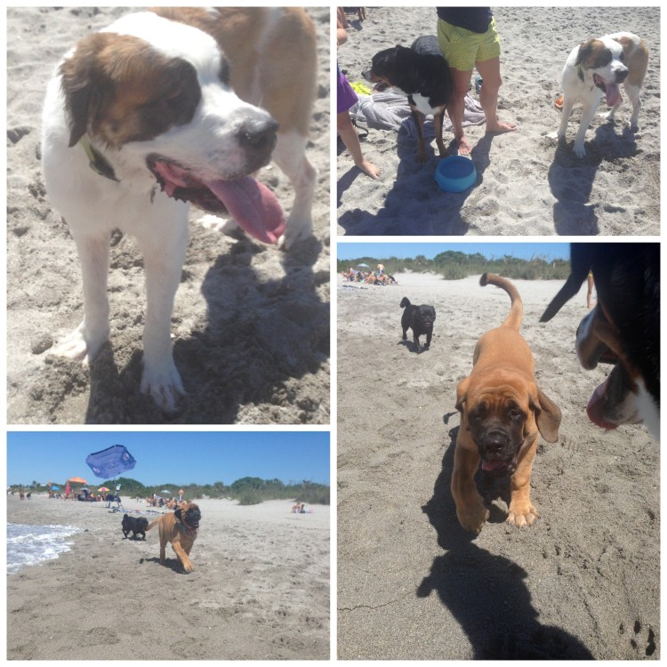 finn, greater swiss mountain dog, swissy, puppy, dog, saint bernard, mastiff, brohard dog beach, venice, beach, 