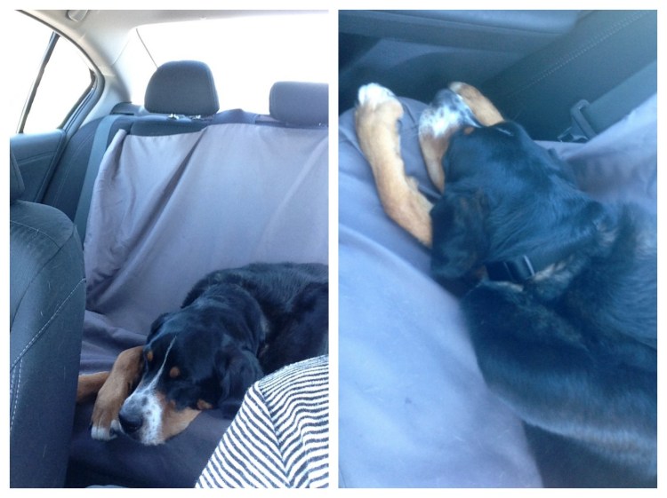 finn, greater swiss mountain dog, swissy, puppy, dog, 