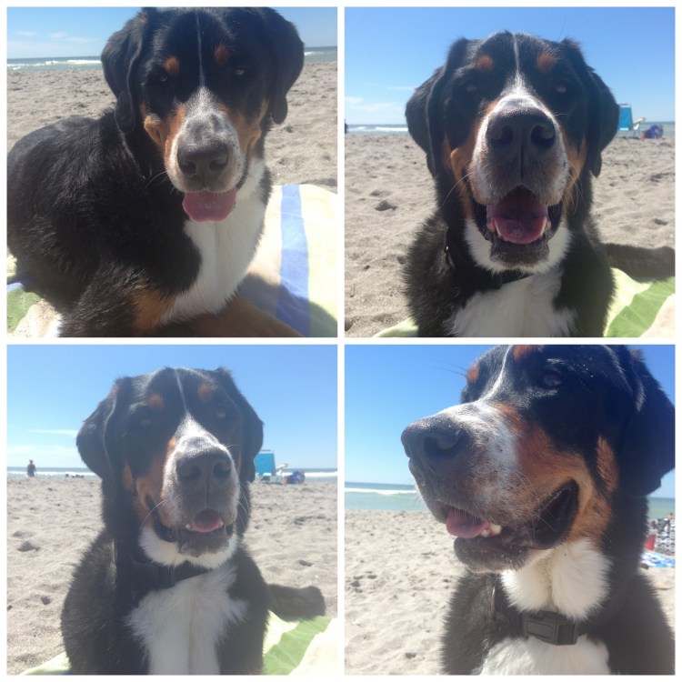 finn, greater swiss mountain dog, swissy, puppy, dog, brohard dog peach, paw park, florida, gulf coast, dog beach