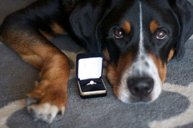 greater swiss mountain dog, engagement ring, dog engagement announcement, swissy, wedding, 