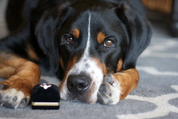 greater swiss mountain dog, engagement ring, dog engagement announcement, swissy, wedding,
