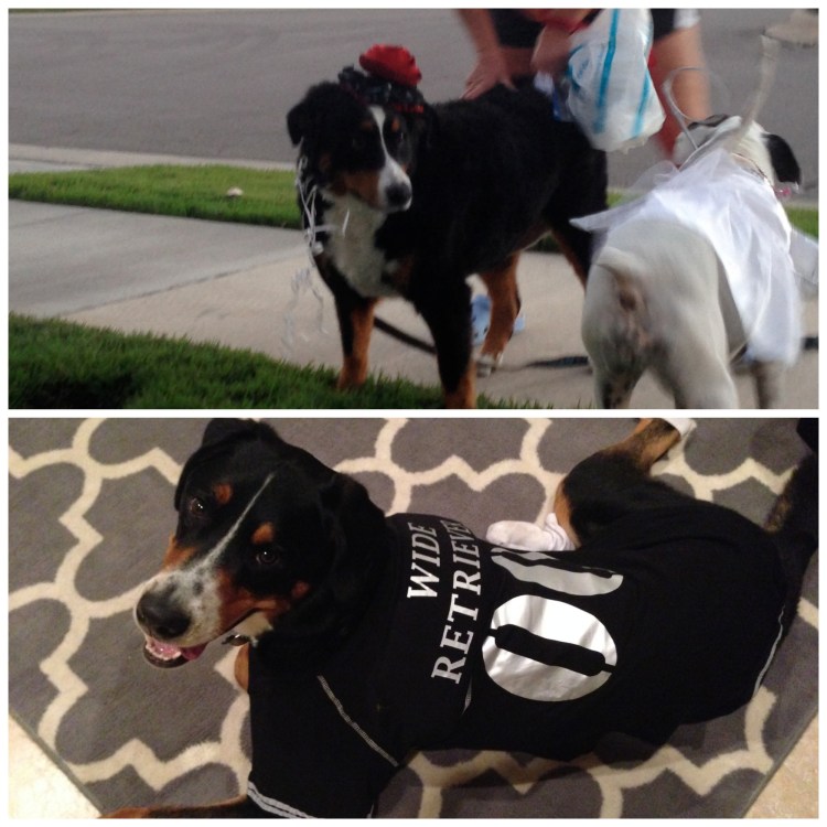 pet costume, halloween, swiss mountain dog, bernese mountain dog, football player, greater swiss, finn