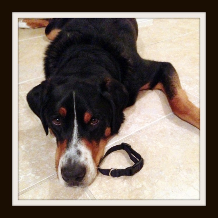 greater swiss mountain dog, puppy, finn, swissy, gsmd, dog, 